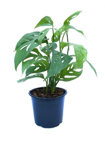 DECOALIVE Monstera Obliqua Planta de Interior Natural
