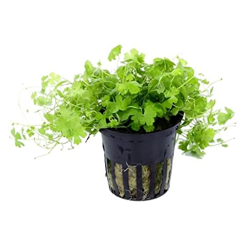 Hydrocotyle tripartita (sp. Japan) - 1 Bunch - Live Aquarium Plant Cover