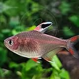Swimming Creatures™ 6 Rosy Tetra (Hyphessobrycon rosaceus) Live Freshwater Aquarium Fish, Peaceful Schooling Community Fish