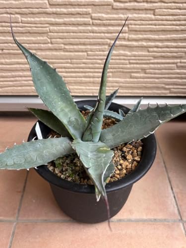 �A�K�x �n�o�f�B�A�[�i Agave havardiana 2