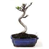 Compra Bonsái Ficus carica 10 años HIGUERA de Planeta Huerto Bonsái en nuestra tienda online. Bonsáis Planeta Huerto Bonsái al mejor precio. Más de 7 clientes ya han comprado Bonsái Ficus carica 10 años HIGUERA en Planeta Huerto. Bonsái Ficus carica 10 años HIGUERA forma parte de nuestro catálogo de Bonsáis. Descubre toda nuestra gama de Bonsáis y benefíciate de los mejores precios. Tenemos más de