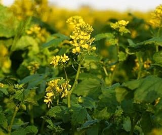 100g Seeds of Green Manure White Mustard Sinapis Alba