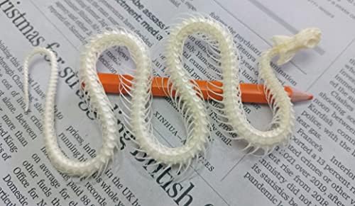 Animal Specimen Real Animal Skull Specimen Taxidermy Cleaned Skull Collection Fox, cat, Mink, Crocodile, Dog, Raccoon, Snake, Rabbit, Goat ，Muskrat，Nutria，Fox's paw (5pcs,The Snake)