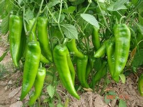 Pack de graines de piment les plus piquants au monde, graines de piment les plus piquants au monde, graines de piment rares et cadeau mystère, paquet de 100 graines