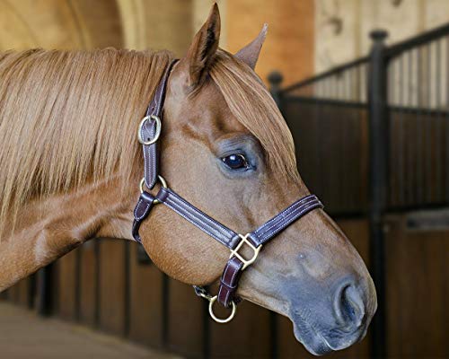 Derby Originals Coventry Triple Stitch Adjustable Leather Halter - Multiple Sizes Available, Full/Average #TOP3