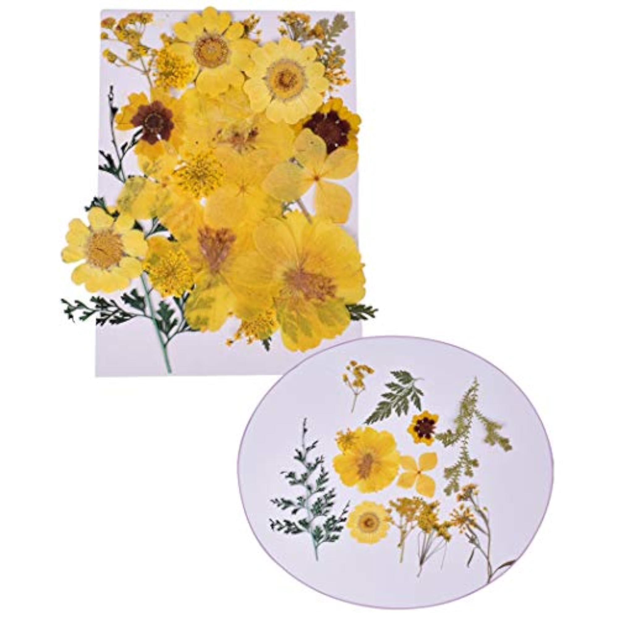 Dried Pressed Flowers for Craft Bookmark