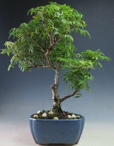 Amazon｜盆栽 コフジ（小藤）の鉢植え【現品】｜観葉植物