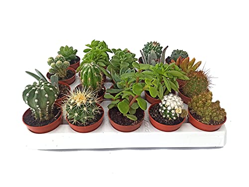 5 unidades Planta suculenta y crasa sin pinchos en maceta 5 cm