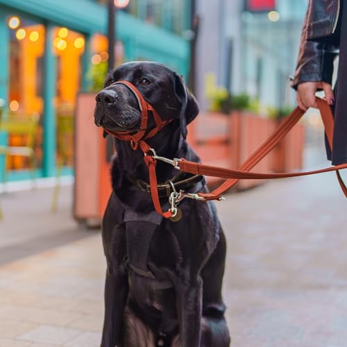 HALTI Kopfgeschirr - Verhindert, dass Ihr Hund an der Leine zieht, Einfache Anpassung, Leicht, mit gepolstertem Nasenriemen, Anti-Zug-Halsband für mittelgroße Hunde (Größe 3, Dunkelorange)