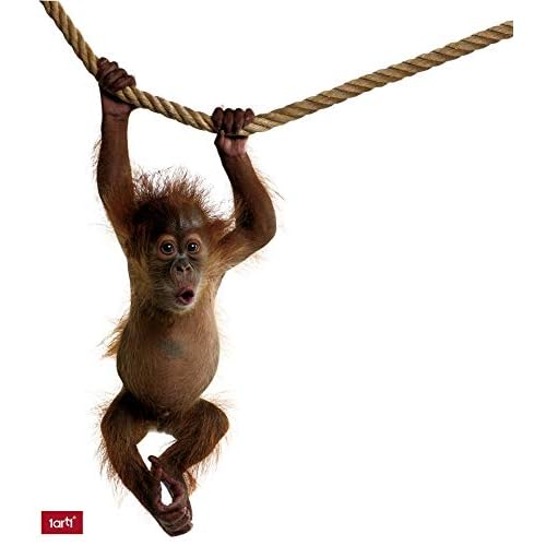 1art1 Affen - Orang Utan Baby Für Wand Und Tür Wand-Tattoo | Deko Wandaufkleber für Wohnzimmer Kinderzimmer Küche Bad Flur | Wandsticker für Tür Wand Möbel/Schrank 115 x 50 cm