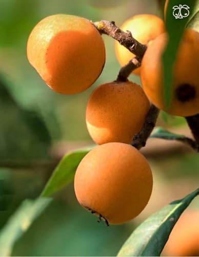 【 Natural and Sweet 】 Instant Fruit Slices with Dried Loquat，Loquat Is Large, Soft, and Delicious，Healthy Snacks，Office Leisure Preserved Fruits，Pure and Casual Foods, Snacks Gifts (500g) - Thumbnail 4
