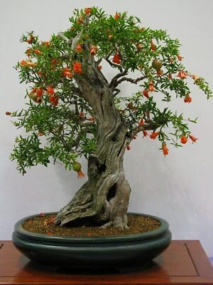 Shyam Greenhouse Pomegranate Bonsai Tree in Dark Green Black Pot, Indoor Plant with, 30 cm (Pack of 2)