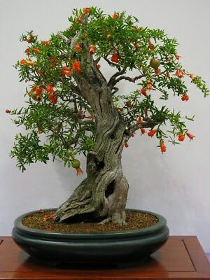 Shyam Greenhouse Pomegranate Bonsai Tree in Dark Green Black Pot, Indoor Plant with, 30 cm (Pack of 2)-image-32