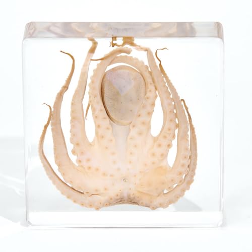 Image of Taxidermy Octopus Turtle Crab, Real Oceans Animals Specimens in Resin Preserved, Clear for Closer-Look & Study, Science Educational Classroom Specimen, for Ornament Decor and Gift (3.0x3.0x0.8-inch)