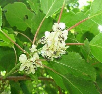 Ready 2 Grow 25 Live Bulbs Colocasia Esculenta Elephant Ear Taro Gabi Kalo Eddo #TOP1