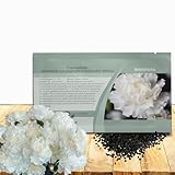 Outsidepride White Carnation Seeds - 1000 Pcs Biennial, Easy to Grow Flower Seeds for Planting with Fragrant Blooms, Ideal for Pollinators, Cutting Gardens, Bouquets, & Floral Arrangements