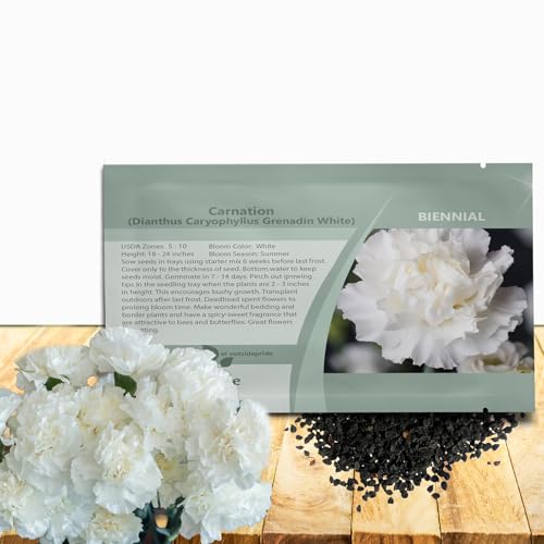 Outsidepride White Carnation Seeds - 1000 Pcs Biennial, Easy to Grow Flower Seeds for Planting with Fragrant Blooms, Ideal for Pollinators, Cutting Gardens, Bouquets, & Floral Arrangements