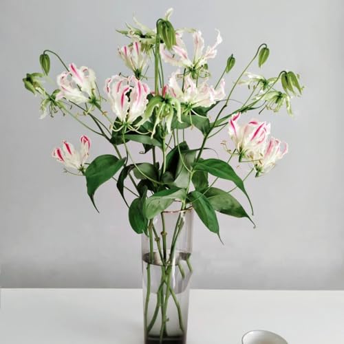 Bulbos de lirio de llama, raras bulbos de cobertura del suelo trepadoras para lugares soleados bulbos de primavera 2pcs