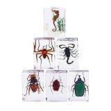Resin Specimen Bugs Collection Paperweights Animal Specimen for Scientific Educational 6 Styles Insect