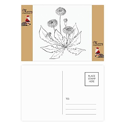 Cartes postales pissenlit noir blanc lot 20 correspondance correspondance nature
