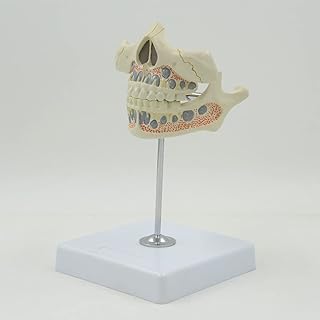 Child Deciduous Tooth Model Primary and Permanent Teeth Model, Movable Dental Teaching Demonstration Model for Student Learning