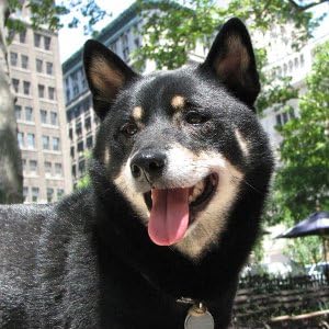 Collar de identificación para perro cuerda fina mediano negro miniatura 3