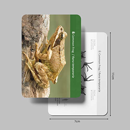 Meroco Forest Animal Track Game Flash Cards #TOP5