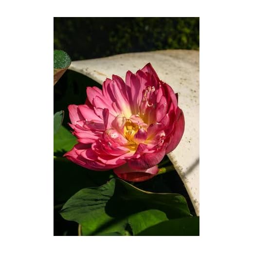 Momo Botan Lotus Plant for Aquatic Gardens