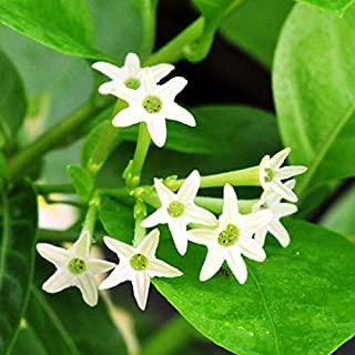 WoFLoo Raatrani Flower (रातरानी फूल का पौधा) Plant - Decorative Outdoor Live Plant (B0B2NWW59L) Amazon Price History, Amazon Price Tracker