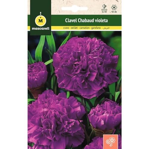 Mascarell Semillas, CLAVEL CHABAUD VIOLETA, Semillas Flores Exterior para Decoración, 0,4 Gramos