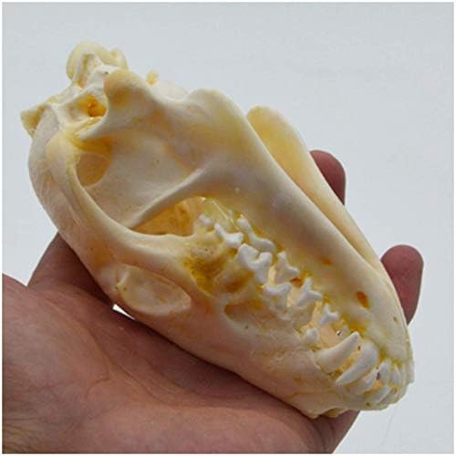 LUCKFY Real Fox Skull Specimen Animal Skeleton Model for Taxidermy Supplies Art Bone Vet Medicine 1:1 Veterinary Teaching Bar Home Decoration Art Collection
