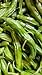 Fresh Shishito Chili Peppers 1 lb.