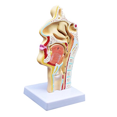 Human Anatomical Nasal Cavity Throat Anatomy Medical Model 4.7x4.7x9.5 ...