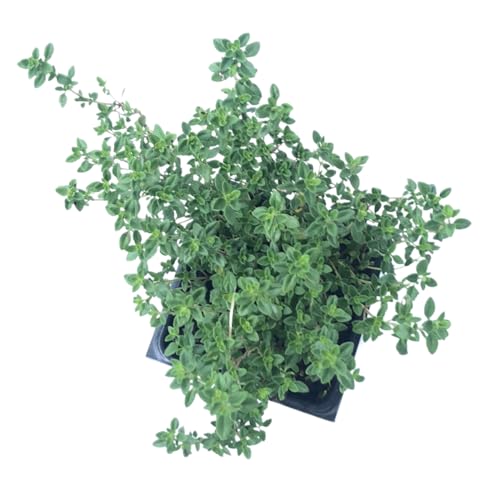 Organic Thyme Plant (Thymus vulgaris) 2.5-inch Pot - Common Thyme, Garden Thyme, German Thyme, Thyme Herb Live Plant by Smoke Camp Crafts