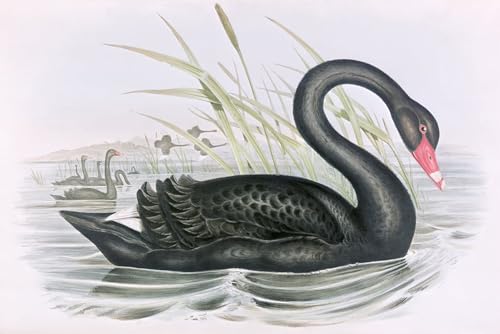 Affiche de Arts Oiseau John Gould pour décoration grand tableau salon moderne
