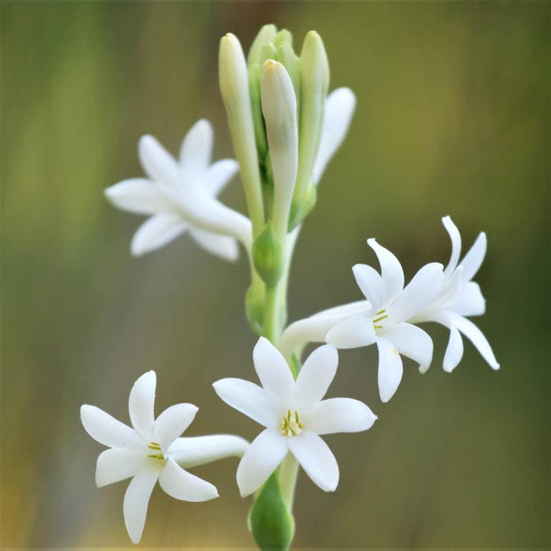 Tuberose Flower Bulbs Pack Of 10 Bulbs By Udanta Seeds (B0B2F7GNR1) Amazon Price History, Amazon Price Tracker