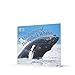 The Journey of Humpback Whales: Band 07/Turquoise (Collins Big Cat)