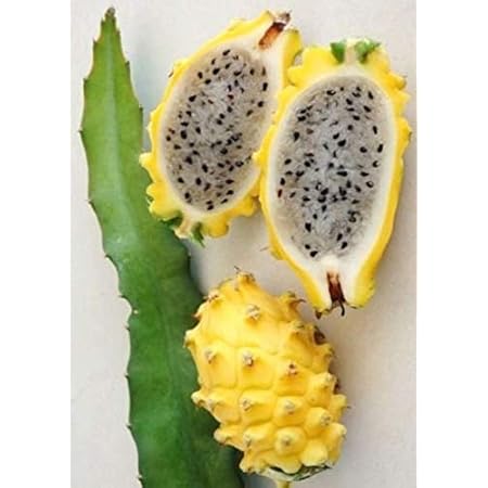 Amazon Com Hylocereus Megalanthus Yellow Dragon Fruit Pitaya Pitahaya Amarilla 20 Seeds Garden Outdoor