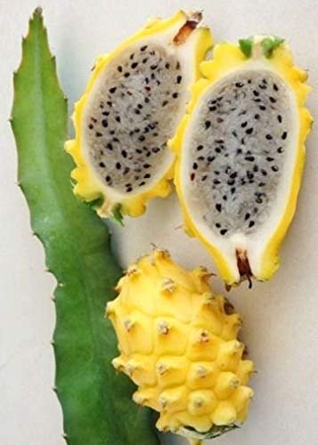 Hylocereus megalanthus | Yellow Dragon Fruit |Pitaya|Pitahaya Amarilla| 20_Seeds