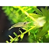 【ヤマト宅急便】ヤマトヌマエビ 20匹+おまけ分（ヌマエビ 苔取り 掃除 エビ）from SCRATCH