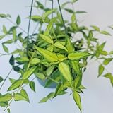 Hoya Bella ‘Louise Bois’ in 6" Hanging Pot – Rare & Collector’s Hybrid Hoya - Air Purifying Plant - Ships from CA (Multiple Larger Plants, 6 inch Hanging Pot)