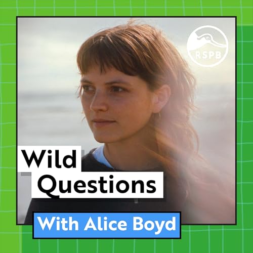 Do White-tailed Eagles Have a Secret Language? (Alice Boyd)