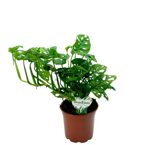 Planta de Interior Natural Monstera Obliqua Planta Monkey Mask