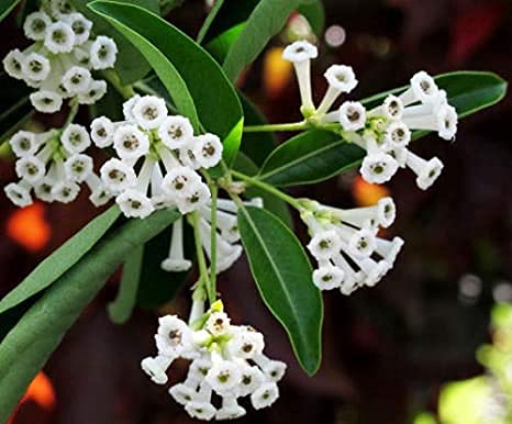 See full amazon price history chart for MVKR Live Din ka Raja Cestrum diurnum Plant I (Pack of 1 Plant) MVKR Live Din ka Raja Cestrum diurnum Plant I (Pack of 1 Plant) (B0941PRS3Z) Amazon Price History, Amazon Price Tracker