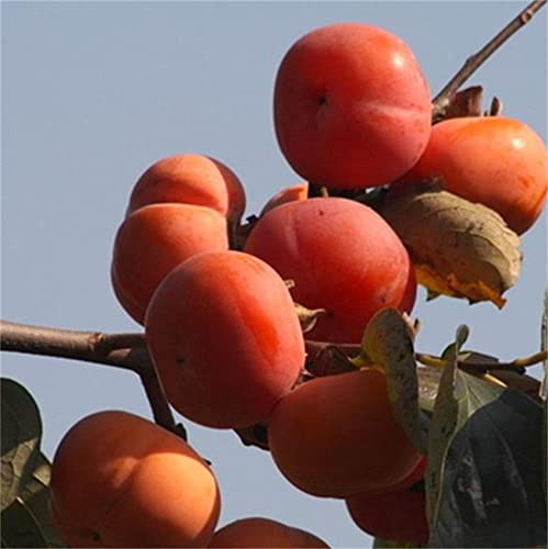 Zcbang Natural Fruit Seeds Persimmon Fruit Seeds 10Pcs Persimmon Seeds #TOP1