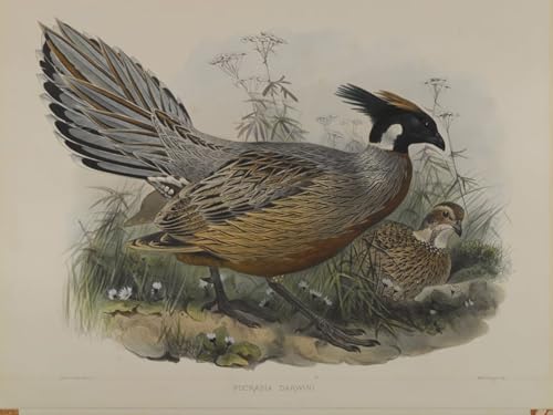 Toile decoration murale oiseau John Gould pour habiller un grand mur vide sans reflets de verre 60x90