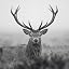 Deer - Foggy