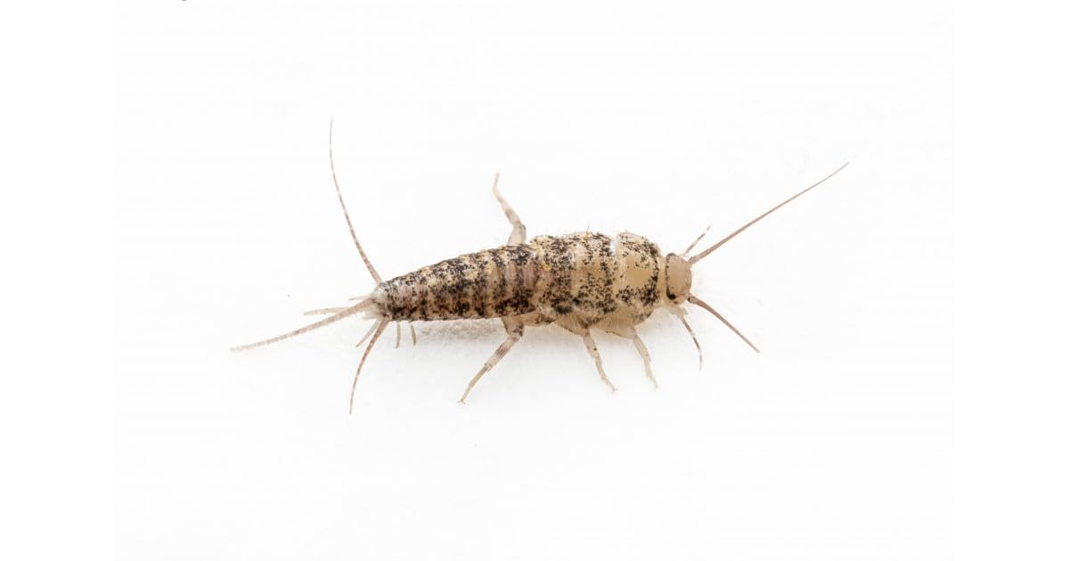 Anthouse – Pececillo de la Plata (Thermobia domestica) 50-60 uds – Alimento Vivo Nutritivo para Hormigas y Reptiles – Insectos Ricos en Proteínas Fácil Cría y Mantenimiento