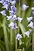 Produktbild Hyacinthoides hispanica ca. 9x9 cm Topf - Spanisches Hasenglöckchen, blaue Blüten, Blütezeit April-Juni, ideal für schattige Beete, pflegeleicht