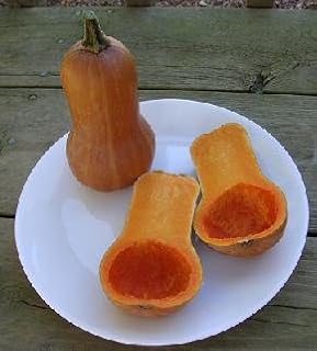Squash Winter Honey Nut Butternut 1,000 Seeds